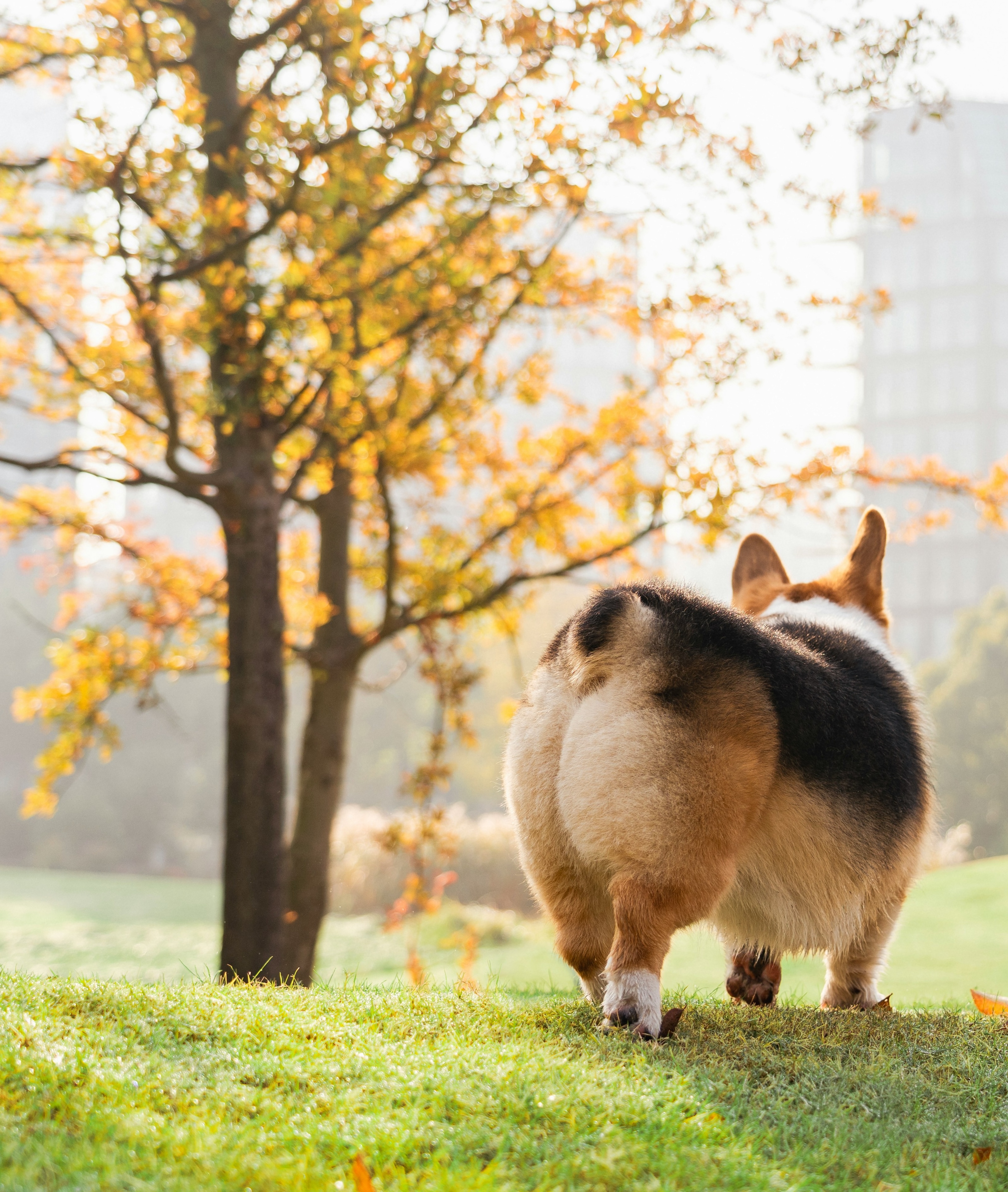 Chien dans un parc