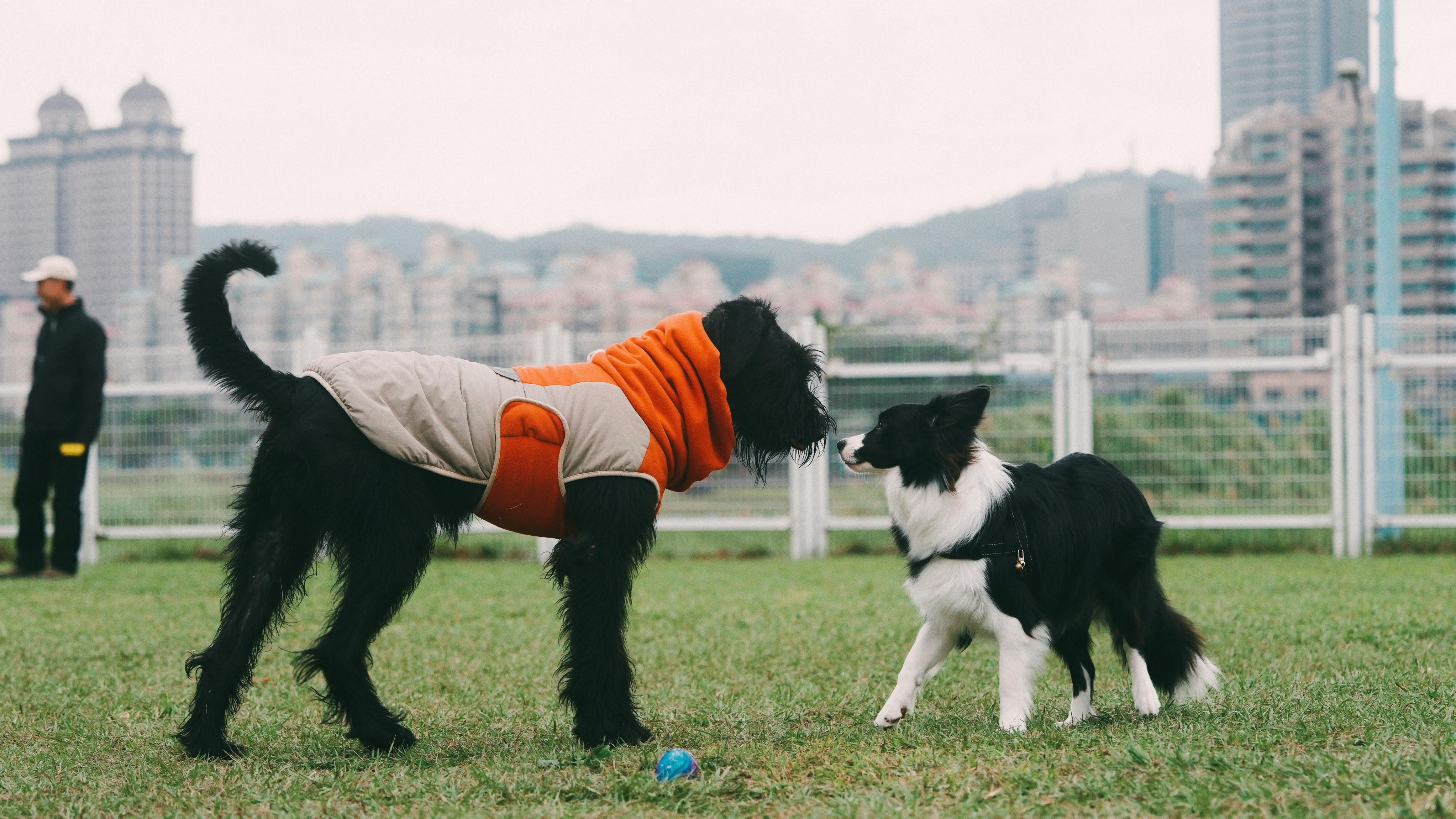 Chiens jouant ensemble dans un parc