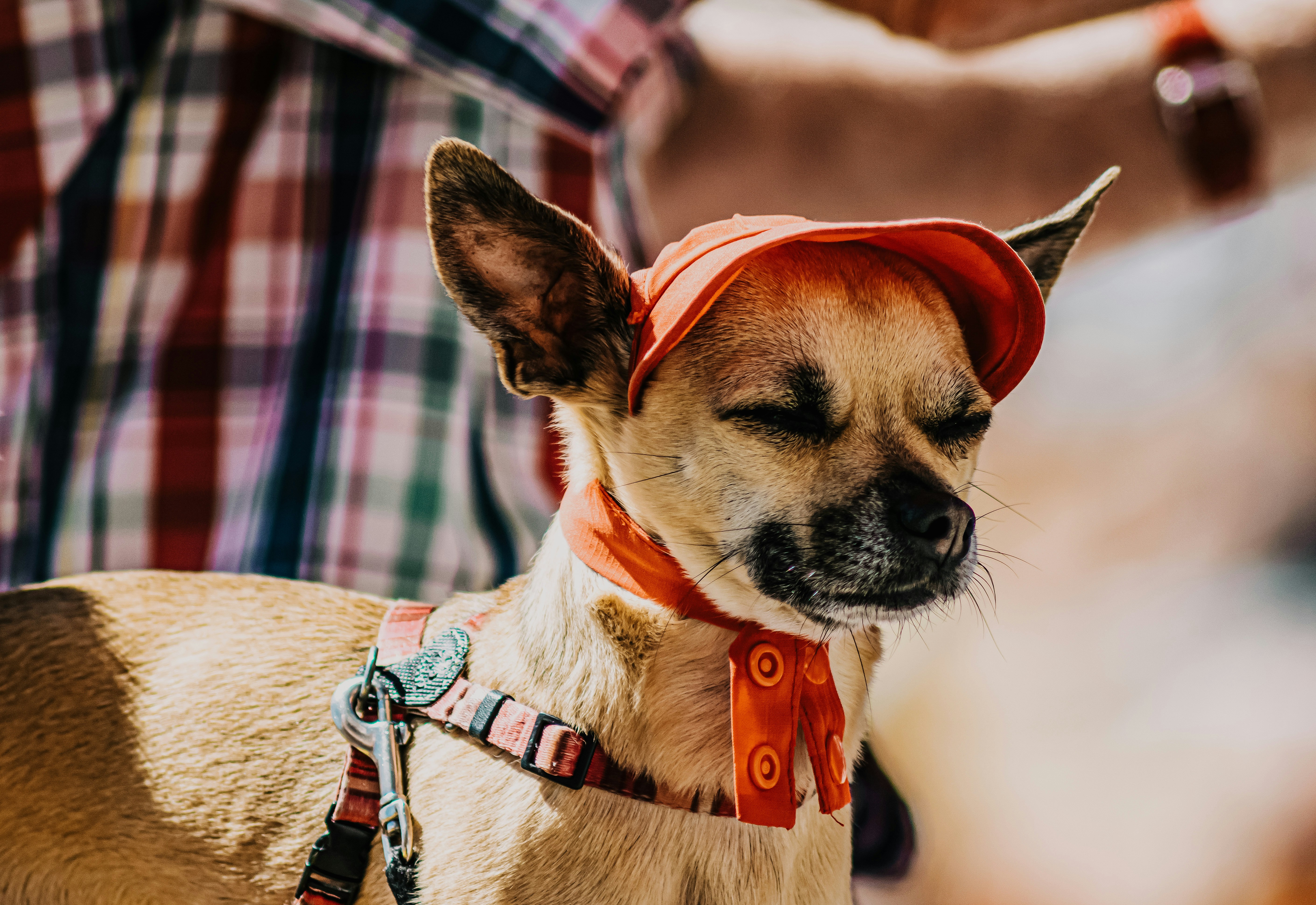 Chien rafraîchi pendant une canicule