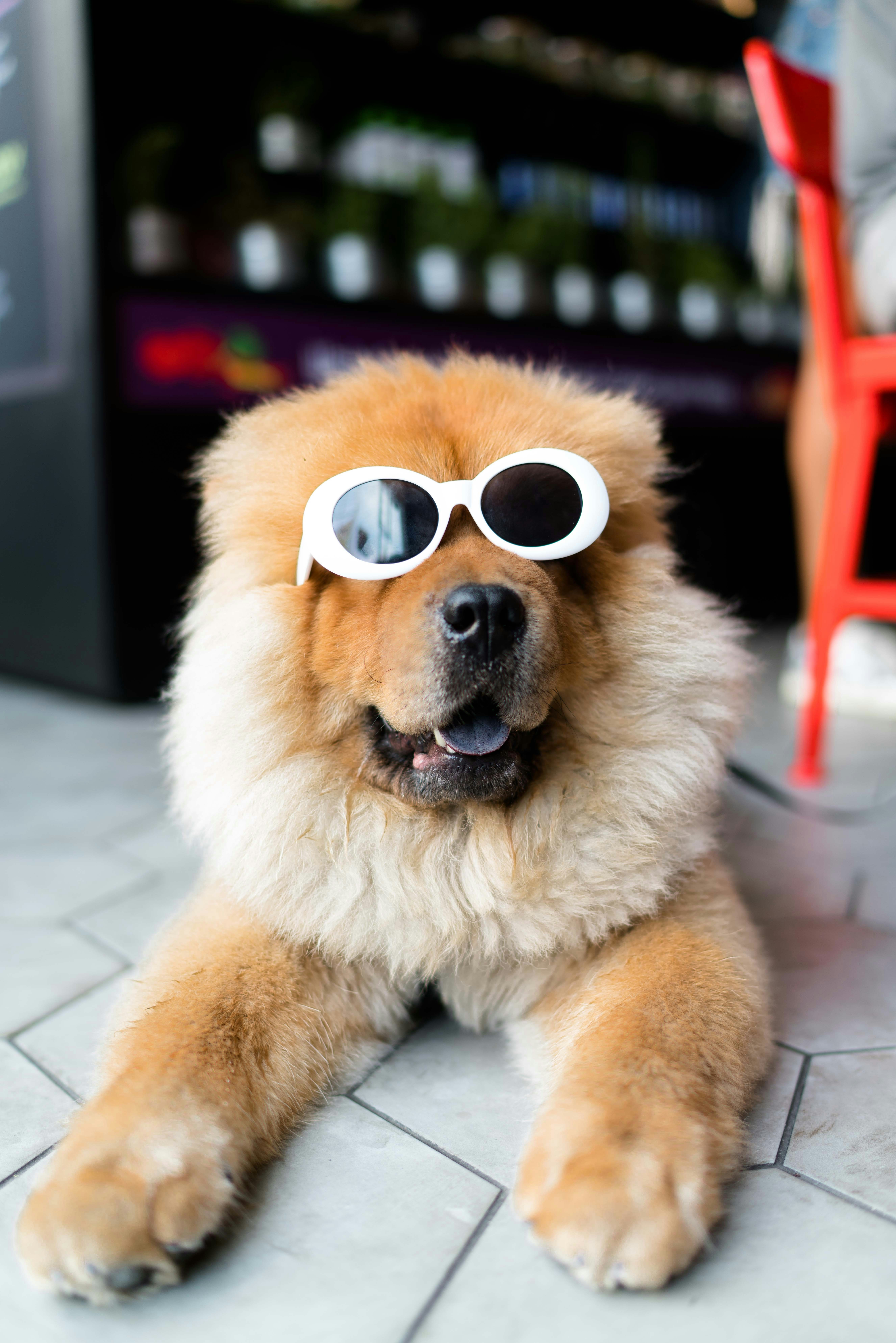 Chien protégé de la chaleur en été