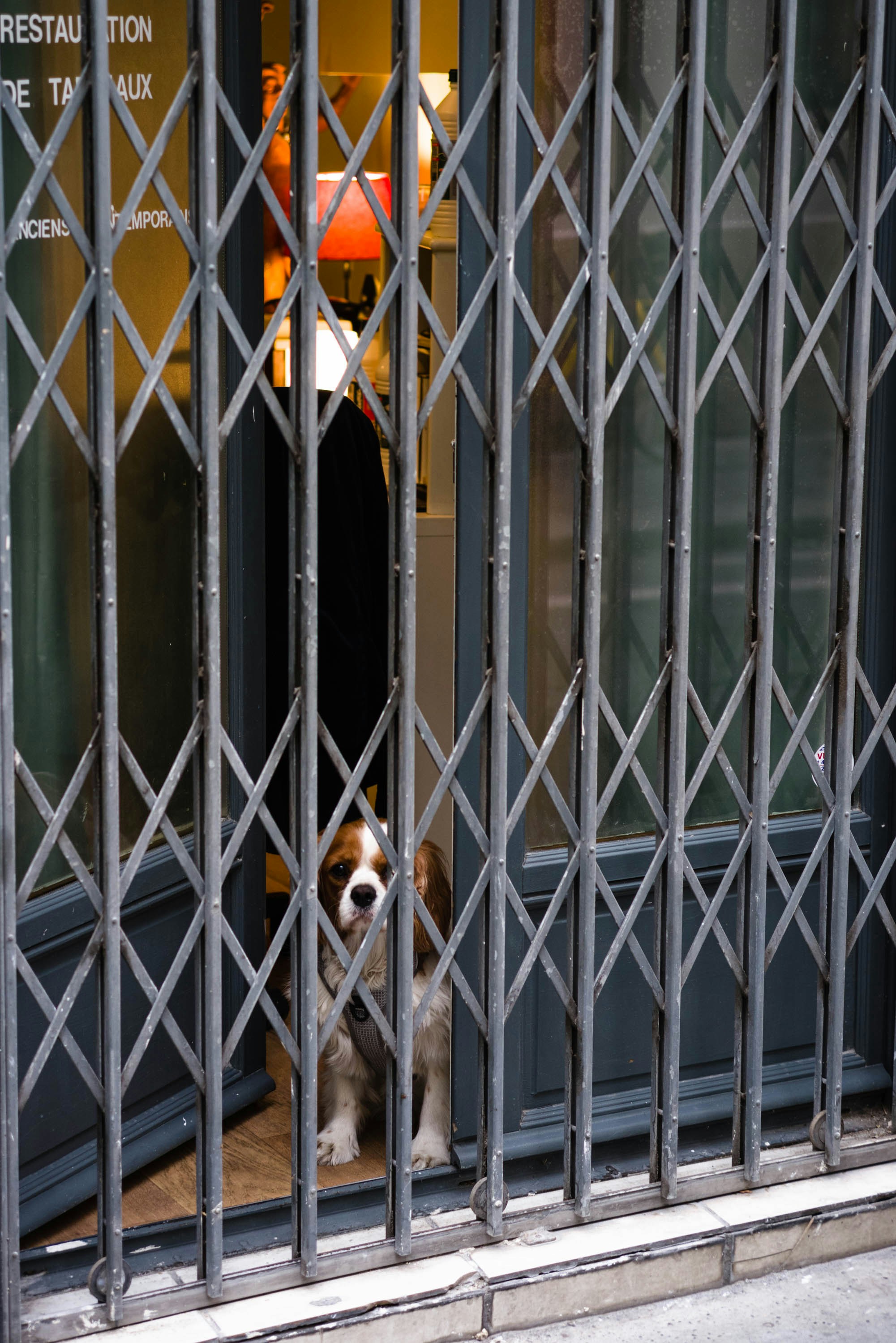 Grillage fermant l'accès d'un parc aux chiens