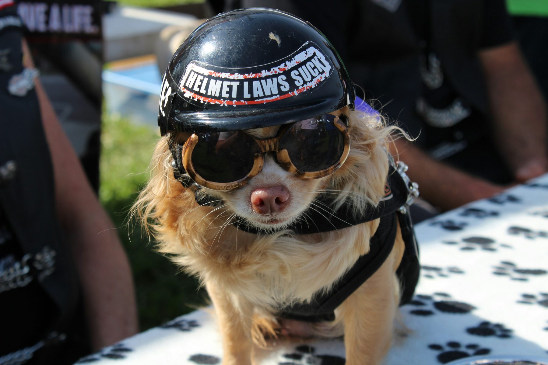 Contester une amende liée à un chien en ville