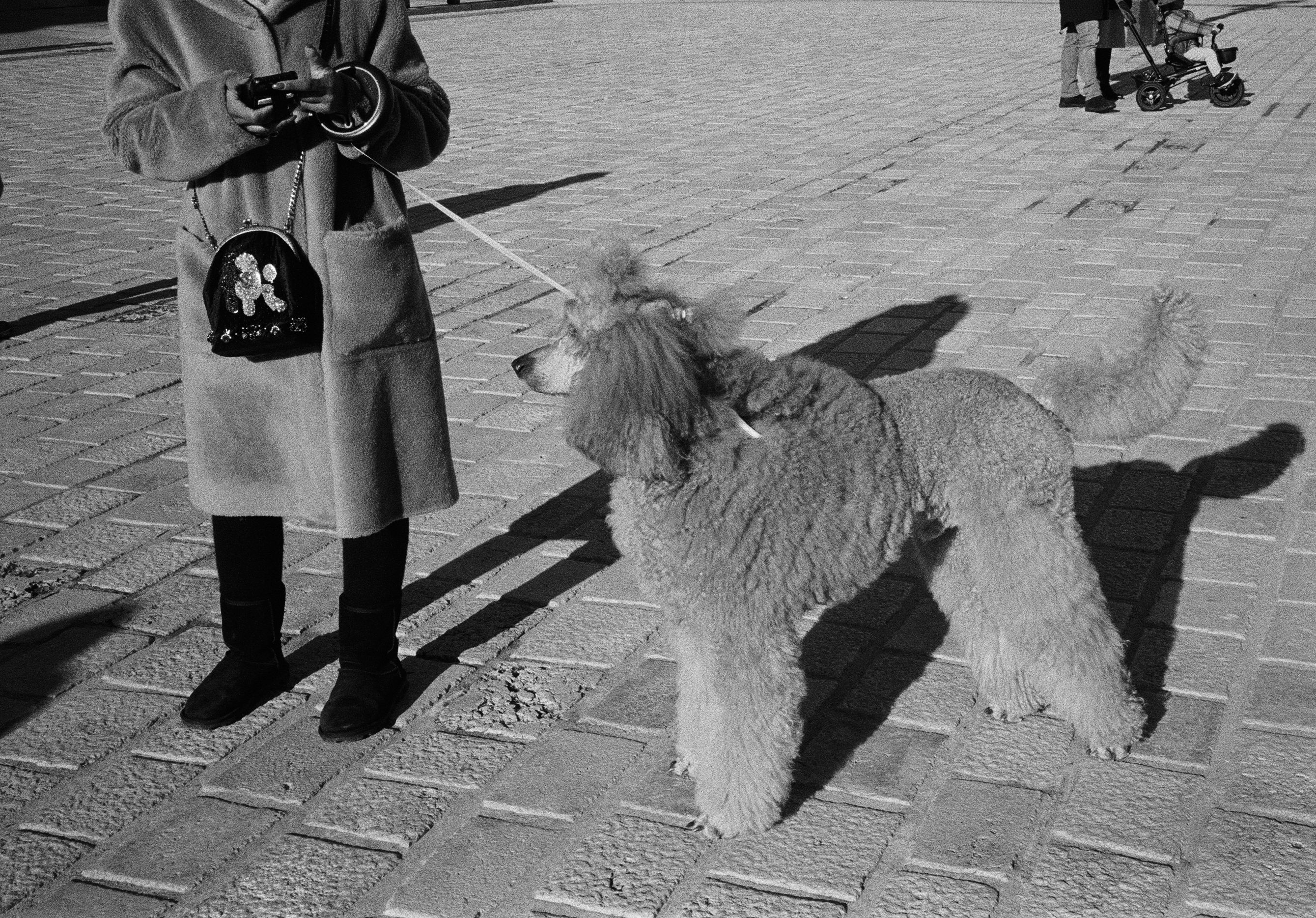 Rencontre entre propriétaires de chiens dans la rue