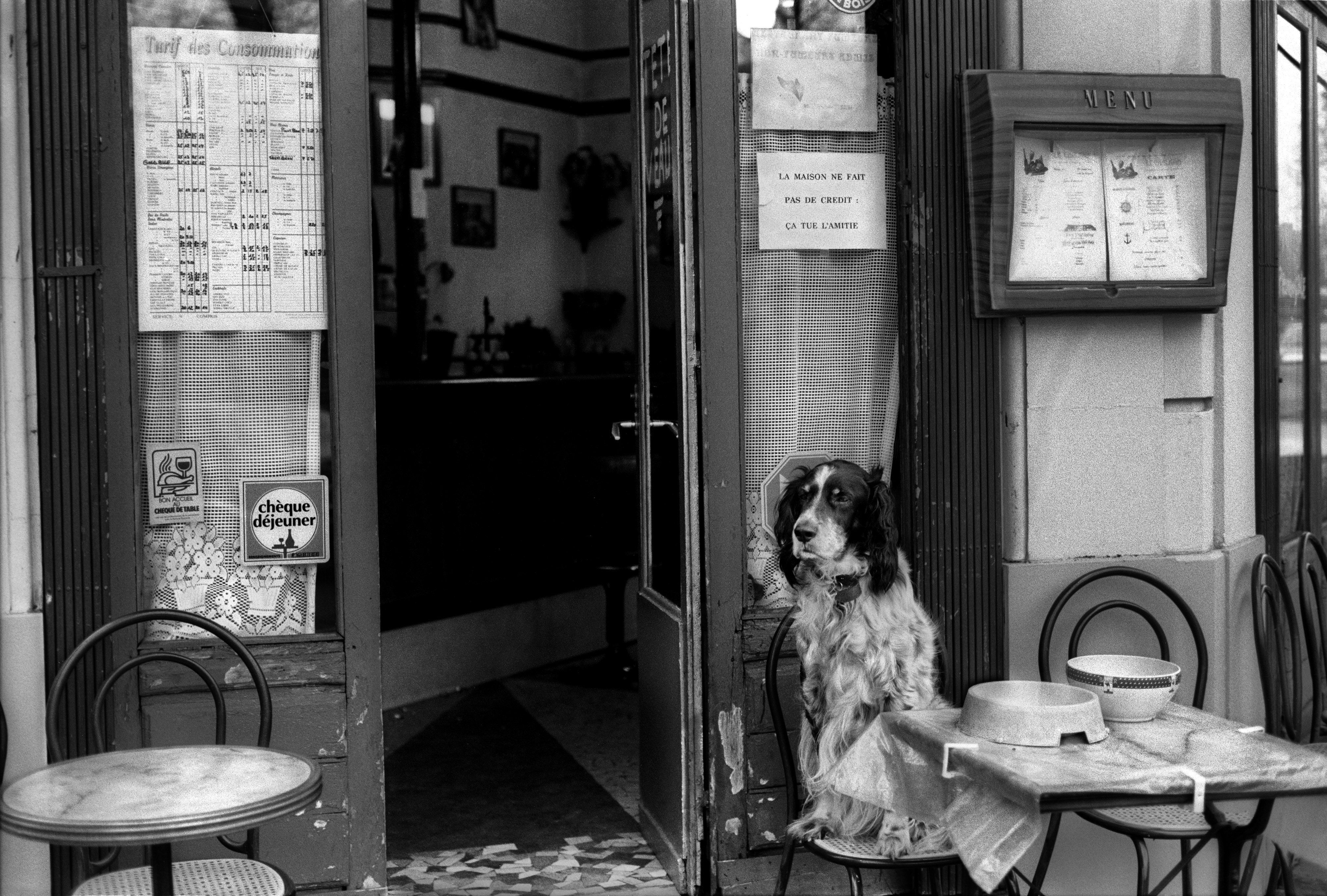 Chien en terrasse d'un café à Paris
