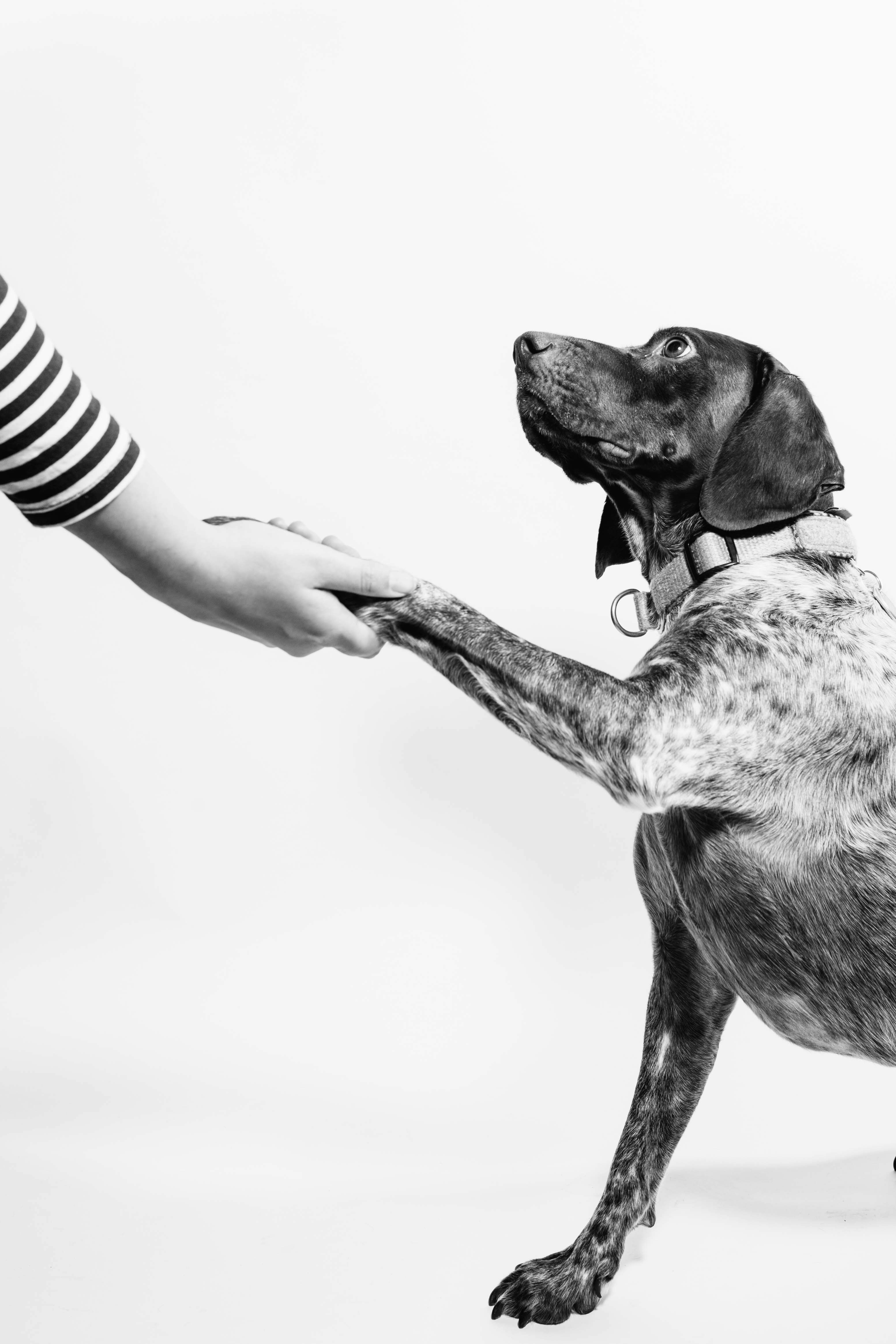 Proposer une idée pour Chienne de Ville